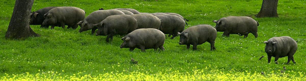 Jambons Pata Negra